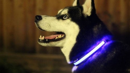 LED light up dog collar glowing in the dark for pet safety during night walks